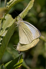David Plant Photography - Wildlife Photography - Small white - F